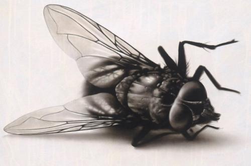 Мушка насекомое. Муха —, как выглядит, места обитания, основные подвиды, стадии рзможения + 82 фото