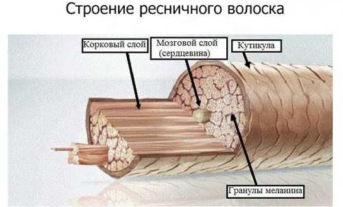 Сколько живет ресница. Сколько у человека ресниц и как долго они живут