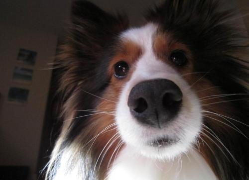 Можно ли стричь ресницы собаке. Можно ли собаке стричь и удалять усы.