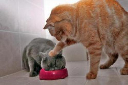 Чем разбавить водостойкую тушь. Чем разбавить тушь: полезные советы