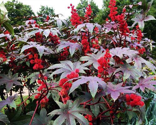 Быстро ли растут ресницы. Как быстро растут ресницы? 01