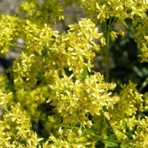 Масло усьмы, что такое. Полезные свойства 04 Масло усьмы, что такое. Полезные свойства 04