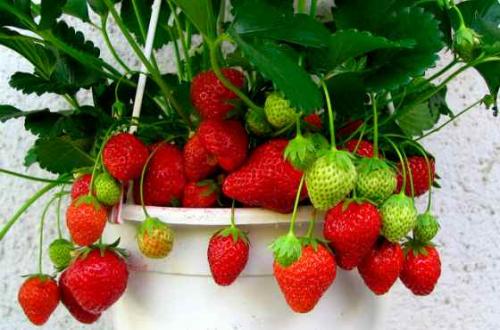 Интимная депиляция мужская в домашних условиях. Виды мужской эпиляции 08