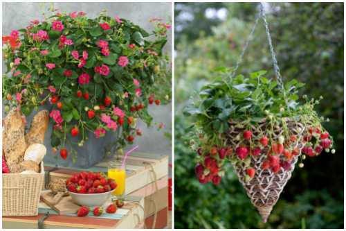 Интимная депиляция мужская в домашних условиях. Виды мужской эпиляции 09 Интимная депиляция мужская в домашних условиях. Виды мужской эпиляции 09