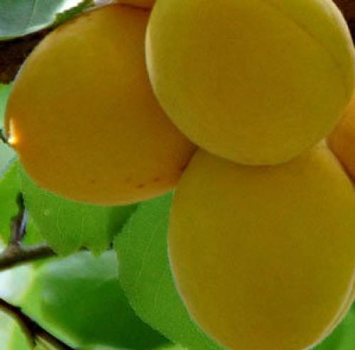 Как удалить волосы в зоне бикине народные методы. День за днем: интимная депиляция дома