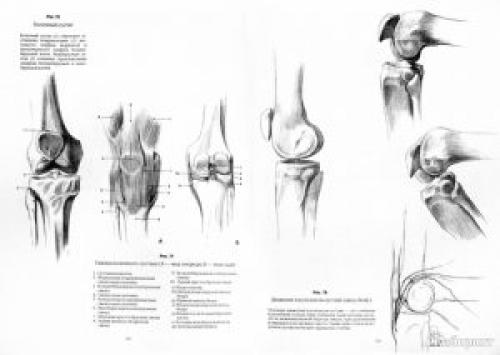 Анатомия лица для рисования. Пластическая анатомия для начинающих