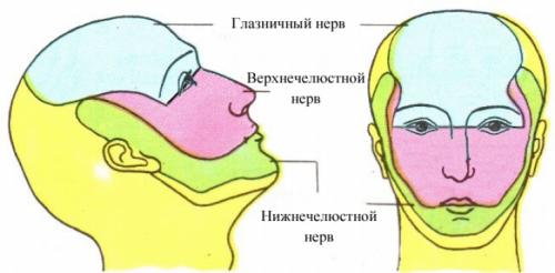 Анатомия губ для косметологов схема строение