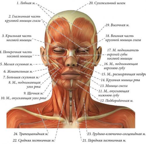 Мышцы лица анатомия для косметологов для массажа фото