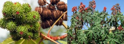 Касторовое масло для бровей.  Касторовое масло для бровей: состав и полезные свойства