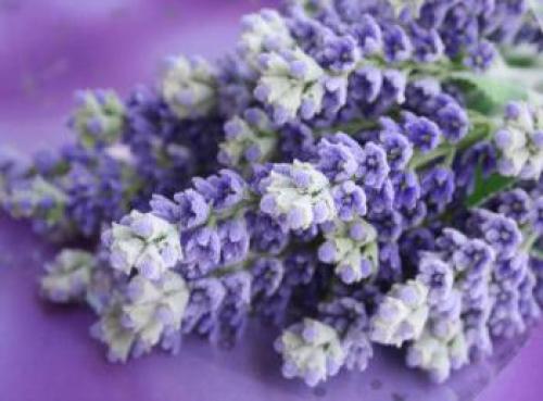 Лавандовый цвет (фото). Сочетание лавандового цвета с другими цветами