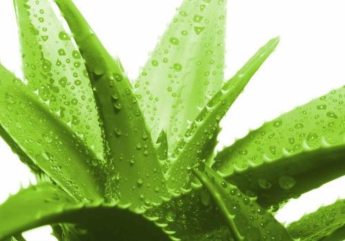 Как увеличить густоту бровей? 04