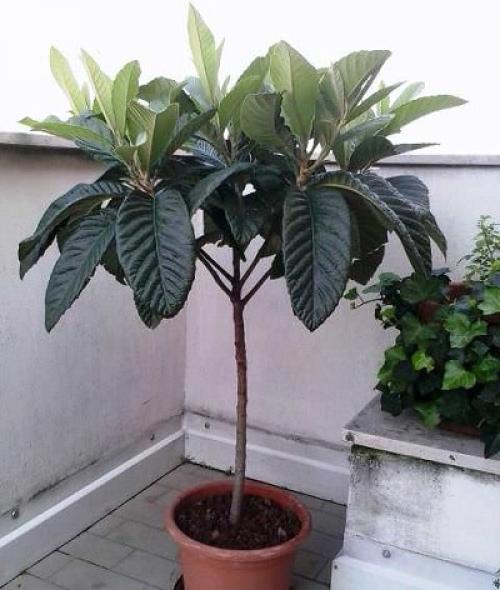 Как сделать масло мушмулы в домашних условиях. Как правильно прорастить мушмулу в домашних условиях из косточки?