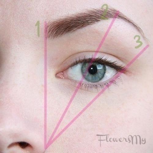 Золотое сечение лица брови. Идеальная форма бровей