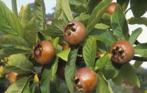 Мушмула полезные свойства. Мушмула – полезные свойства, как едят, как выбрать, как хранить