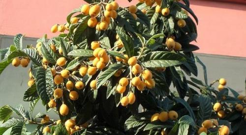 Сушеная мушмула. Полезные свойства мушмулы