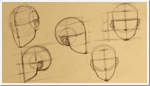 Пропорции лица профиль. Зачем изучать пропорции