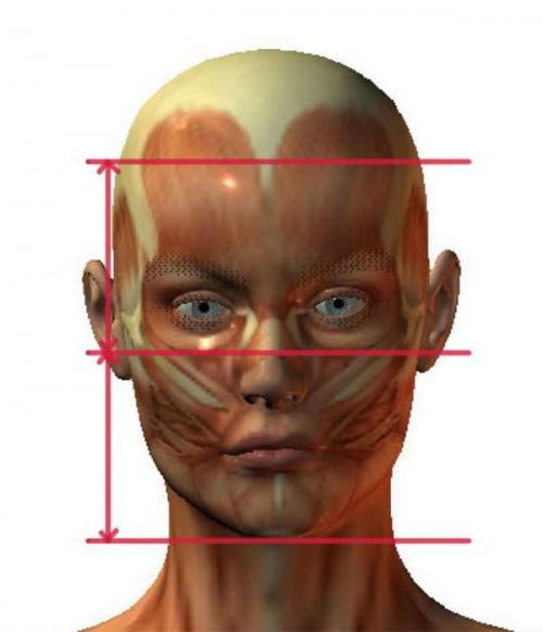 Пропорции лица человека анатомия.