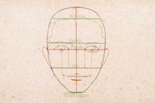 Пропорции лица женщины рисунок. Рисуем лицо человека