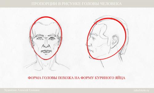 Пропорции лица для художников. Рисуем портрет: ключевые пропорции в рисунке головы человека