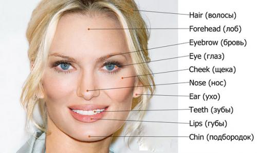 Сам себе визажист на английском. Части лица на английском языке