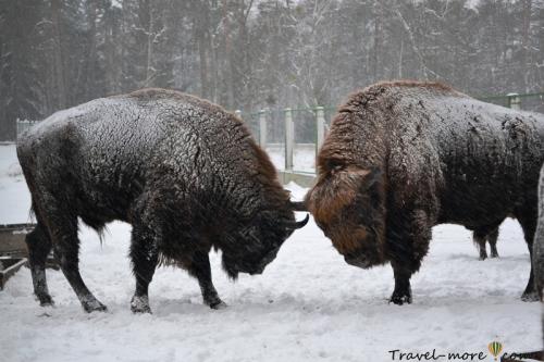 Новый год 2019 в беларуси. Отдых в Белоруссии на Новый год