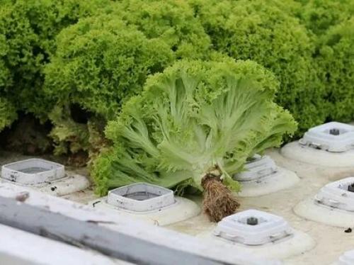 Китайские фрукты и овощи: Вкусное путешествие по Востоку 17 Китайские фрукты и овощи: Вкусное путешествие по Востоку 17