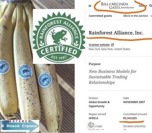 Передается ли коронавирус через китайские бананы: развеяваем мифы 03 Передается ли коронавирус через китайские бананы: развеяваем мифы 03