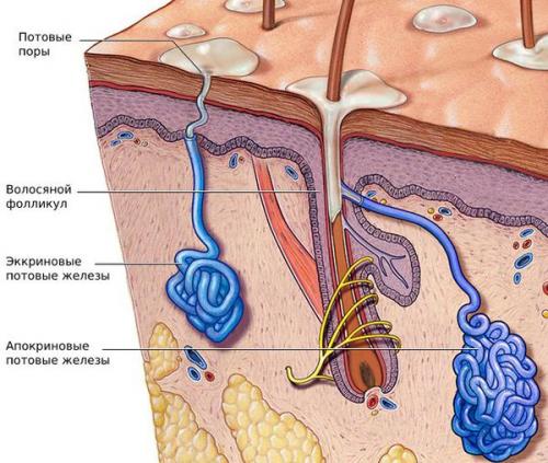 ᐉ Жирные веки или как добиться того. Все об уходе за кожей вокруг глаз 09 ᐉ Жирные веки или как добиться того. Все об уходе за кожей вокруг глаз 09