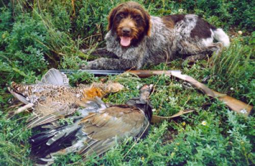 Уникальные места для охоты на редкую дичь 01 Уникальные места для охоты на редкую дичь 01