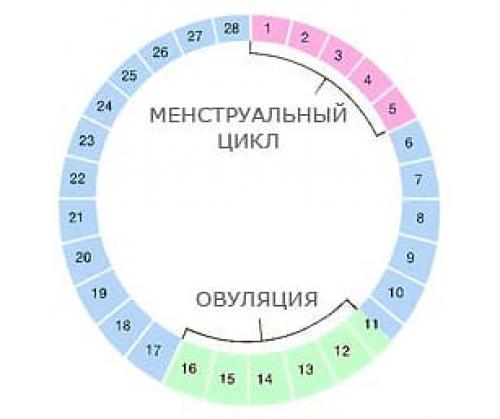 Оптимальный день цикла для проведения УЗИ молочных желез. Правильные дни для выполнения УЗИ молочных желез 01