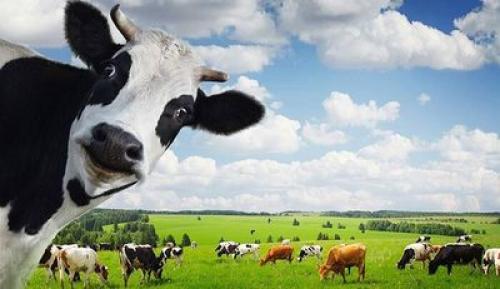 В каких продуктах содержится кальций. Нехватка и передозировка 01 В каких продуктах содержится кальций. Нехватка и передозировка 01