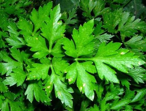 В каких продуктах содержится кальций. Нехватка и передозировка 08 В каких продуктах содержится кальций. Нехватка и передозировка 08