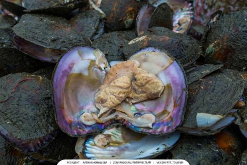 Умирает ли моллюск когда достают жемчуг. Красота в грязной луже Как добывают Жемчуг