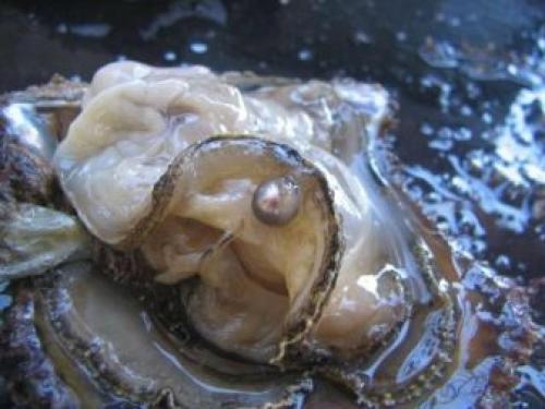 Как образуется и откуда берется жемчуг в моллюске. Что такое жемчуг? 16 Как образуется и откуда берется жемчуг в моллюске. Что такое жемчуг? 16