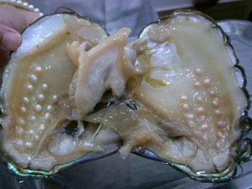 Как образуется и откуда берется жемчуг в моллюске. Что такое жемчуг? 15 Как образуется и откуда берется жемчуг в моллюске. Что такое жемчуг? 15