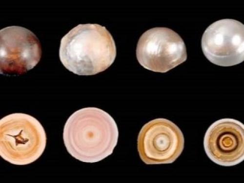 Как образуется и откуда берется жемчуг в моллюске. Что такое жемчуг? 14 Как образуется и откуда берется жемчуг в моллюске. Что такое жемчуг? 14