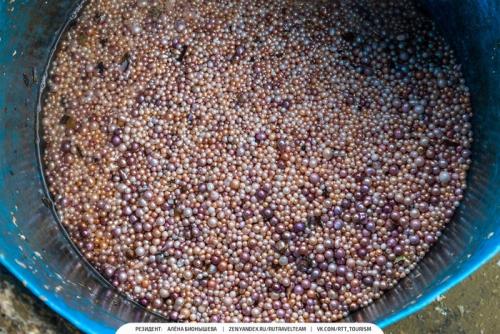 Умирает ли моллюск когда достают жемчуг. Красота в грязной луже Как добывают Жемчуг