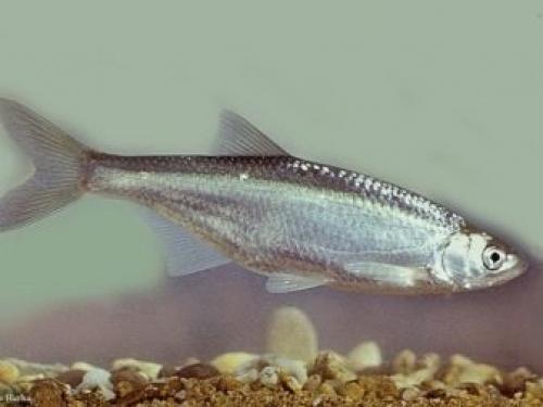 Как отличить настоящий жемчуг от искусственного. 5 методов проверки жемчуга 19 Как отличить настоящий жемчуг от искусственного. 5 методов проверки жемчуга 19