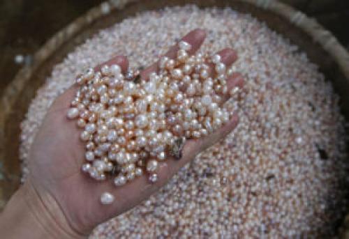 Как отличить жемчуг морской от речного. Как отличить морской жемчуг от речного