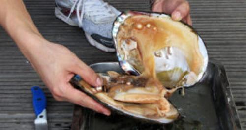 Как отличить жемчуг морской от речного. Как отличить морской жемчуг от речного