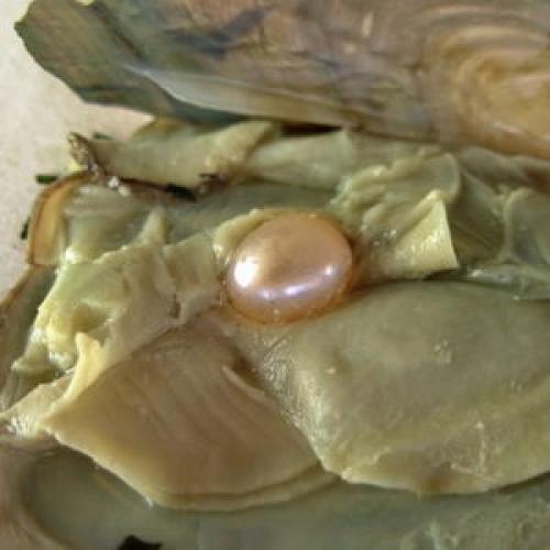 Речной Жемчуг. Натуральный речной Жемчуг —, что это такое?