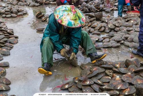 Умирает ли моллюск когда достают Жемчуг. Красота в грязной луже Как добывают Жемчуг
