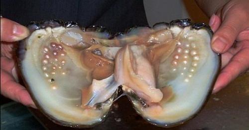 Для чего жемчужина в раковине. Как появился Жемчуг? 11