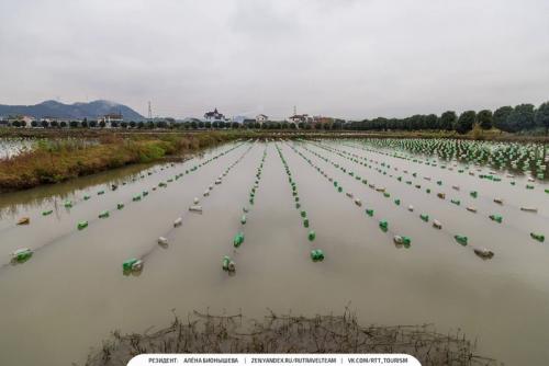Умирает ли моллюск когда достают Жемчуг. Красота в грязной луже Как добывают Жемчуг