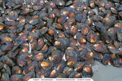 Умирает ли моллюск когда достают Жемчуг. Красота в грязной луже Как добывают Жемчуг