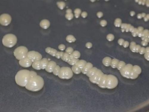 Как отличить настоящий жемчуг. Метод 1 Метод 1 из 4: Визуальная проверка 11 Как отличить настоящий жемчуг. Метод 1 Метод 1 из 4: Визуальная проверка 11