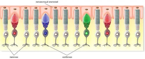Какие технологии в настоящее время используют принципы кошачьего зрения. Почти все, как у людей
