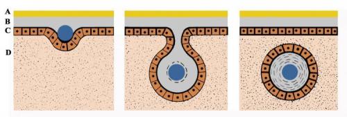 Какие традиционные и современные способы применения жемчуга существуют. Культивированный и ненастоящий Жемчуг