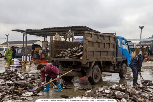 Как происходит Обработка жемчуга перед его использованием. Красота в грязной луже Как добывают Жемчуг