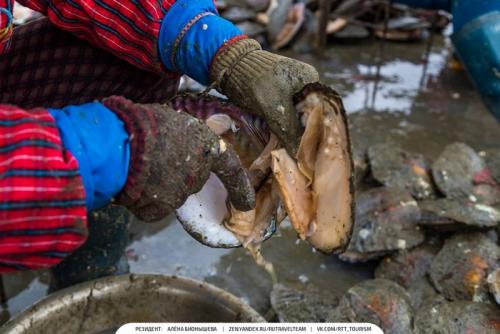 Как происходит Обработка жемчуга перед его использованием. Красота в грязной луже Как добывают Жемчуг